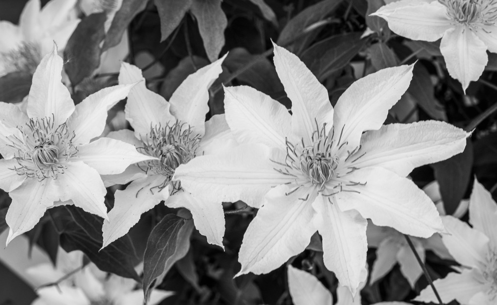 White Clematis by sprphotos