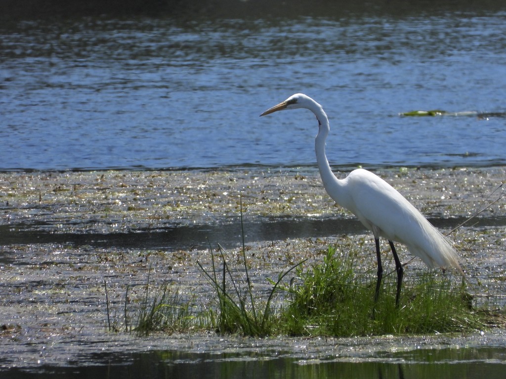 Egret at Nayanquing  by amyk