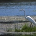 Egret at Nayanquing  by amyk