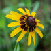 Several "faces" of the Black Eyed Susan... by thewatersphotos
