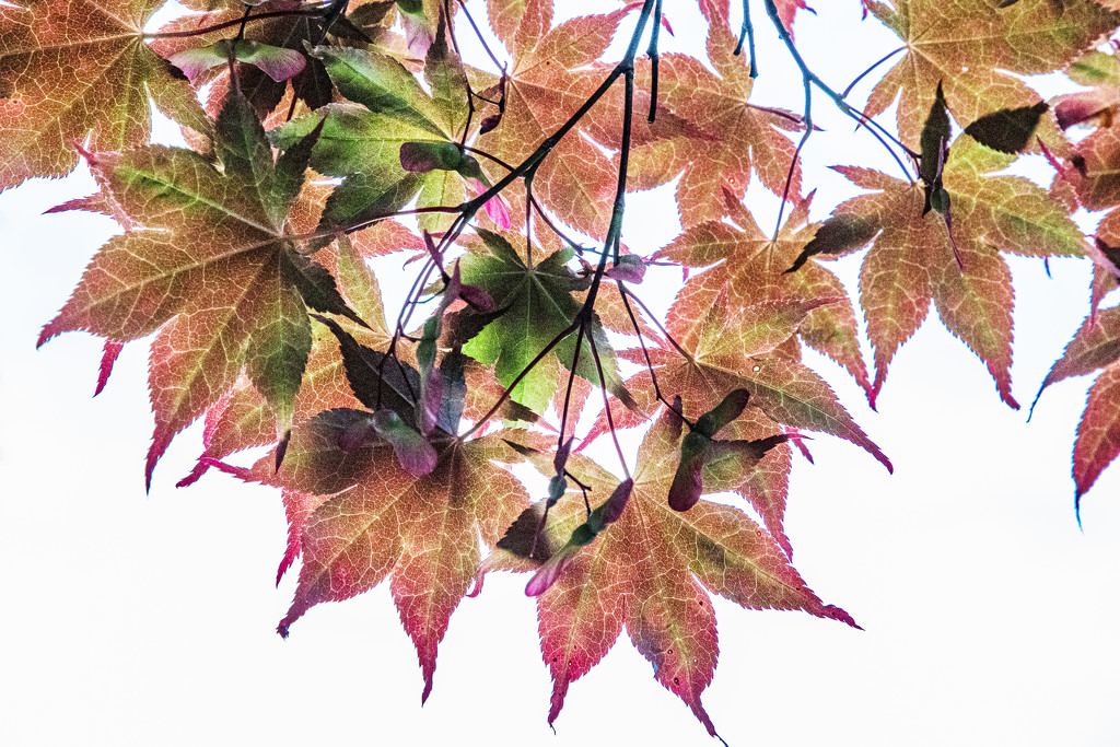 maple leaves by jbritt