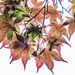 maple leaves by jbritt