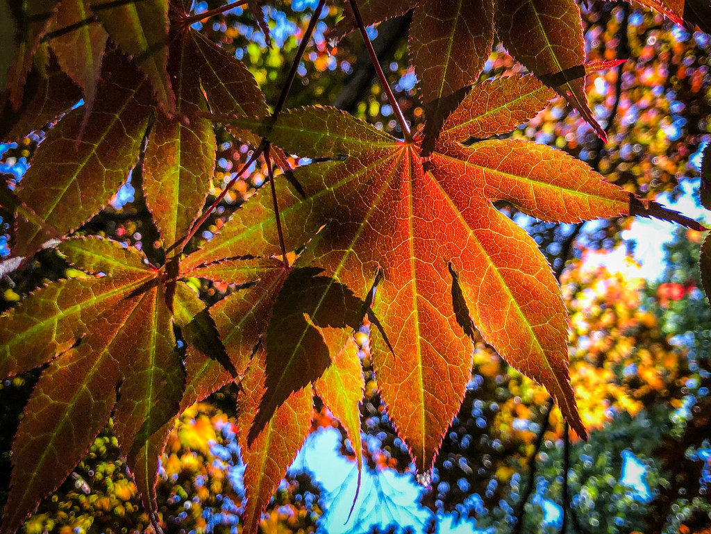 backlit maple leaves by jbritt