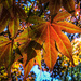 backlit maple leaves by jbritt