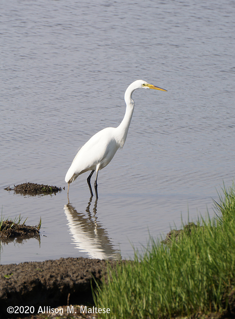 Wading Egret by falcon11