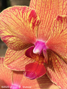 8th Jun 2020 - Orchid Close Up