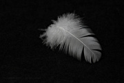12th Jun 2020 - light as a feather