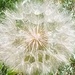 Giant Dandelion by harbie