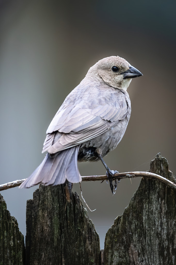 Brown-Headed Cowbird by jyokota