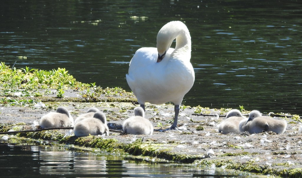 Swans and Cygnets by oldjosh