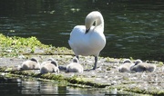 2nd Jun 2020 - Swans and Cygnets