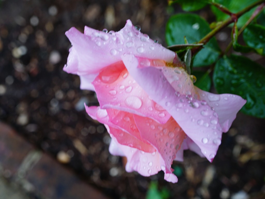 rose after rain by quietpurplehaze