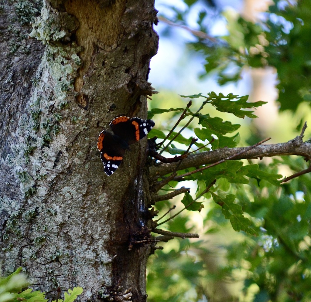 Red Admiral  by wakelys