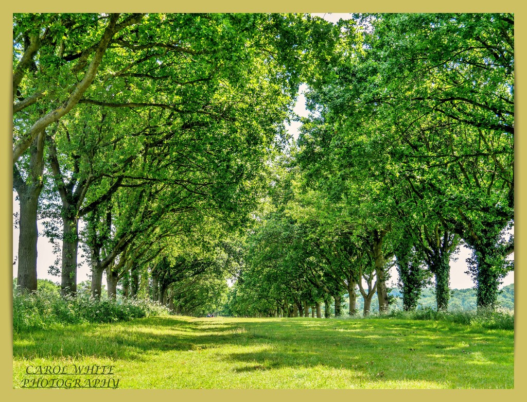 Trees In Summer by carolmw