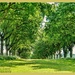 Trees In Summer by carolmw