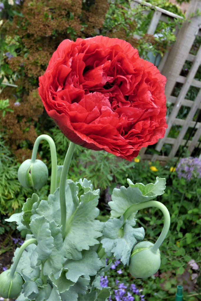 Gloriously - a poppy  by beryl