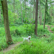 13th Jun 2020 - George in the woods