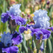 so many irises by aecasey