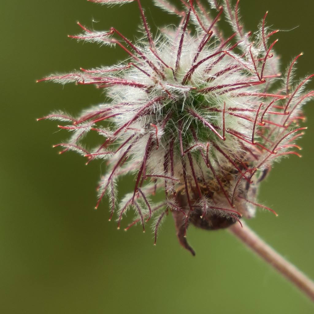 Water Avens by mariadarby