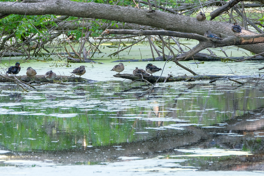 Wood Duck Roost by tosee