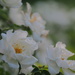 Wild Rose Bush by tosee