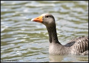 13th Jun 2020 - RK3_8749 Greylag goose