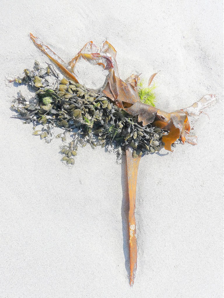 Seaweed (2) by etienne