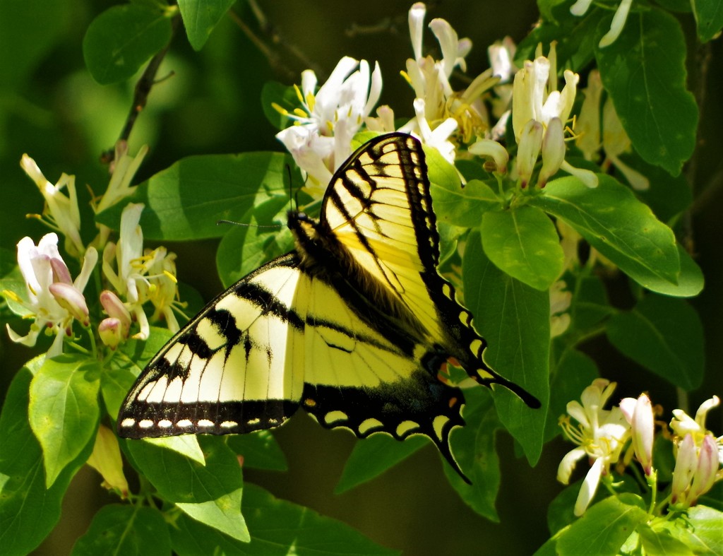 Swallowtail Butterfly by radiogirl