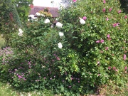 13th Jun 2020 - Roses at the top of the garden