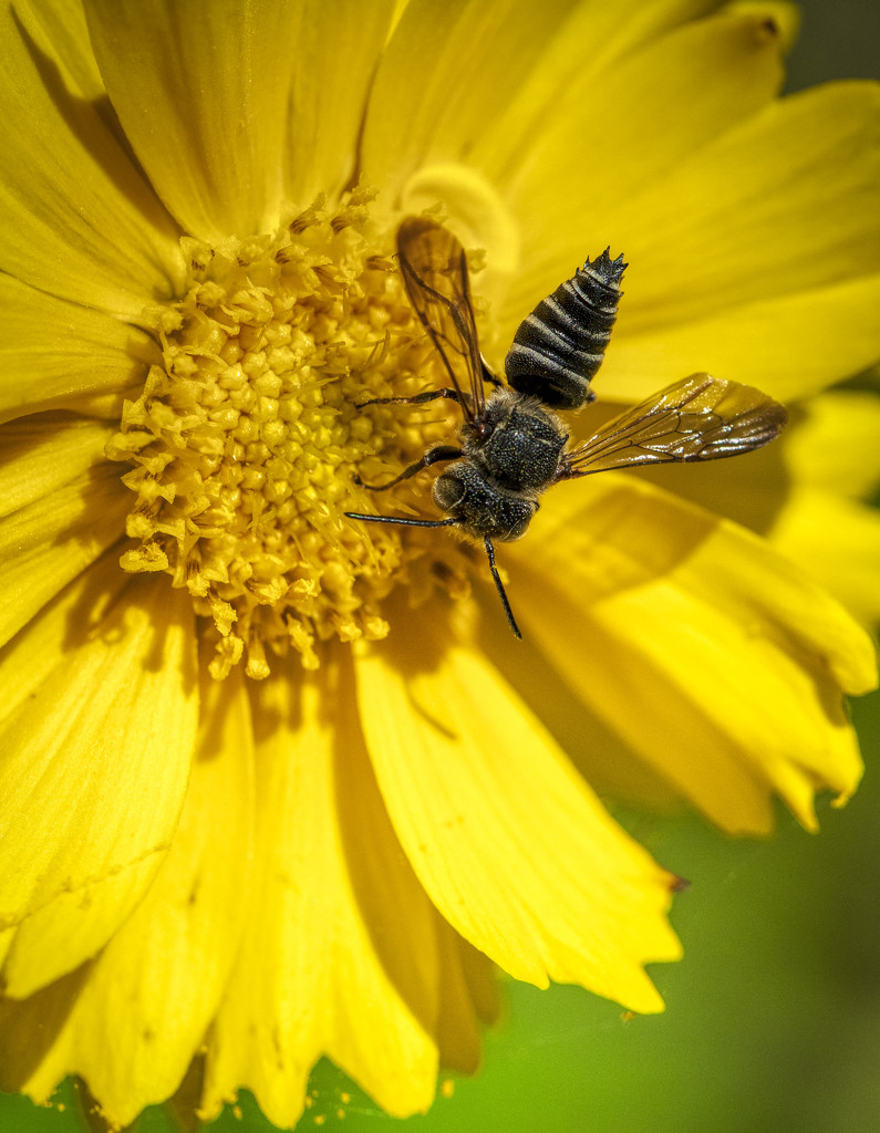 Leafcutter Bee by kvphoto