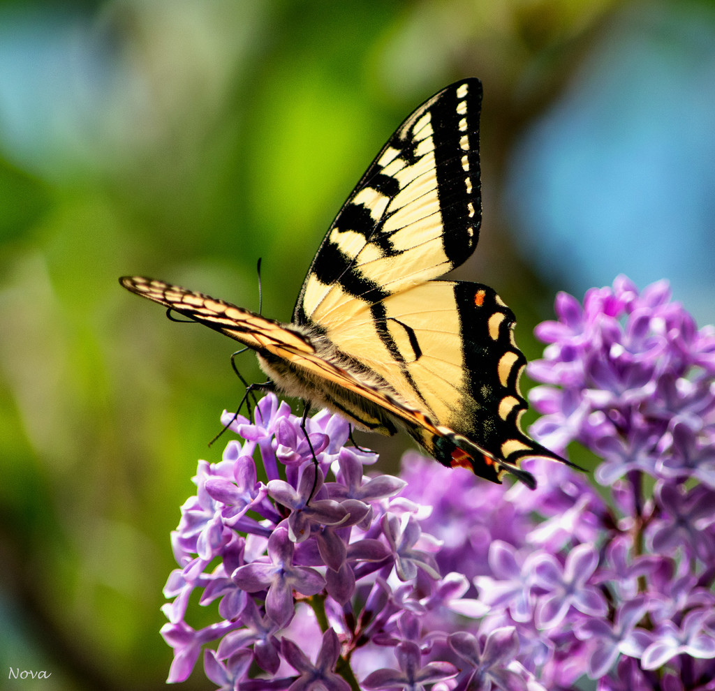 Eastern tiger swallowtail butterfly by novab