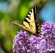 11th Jun 2020 - Eastern tiger swallowtail butterfly