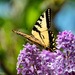 Eastern tiger swallowtail butterfly by novab