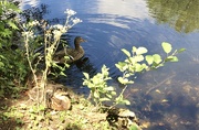 13th Jun 2020 - Mallard ducklings sunning themselves, while Mother keeps an eye out for trouble..