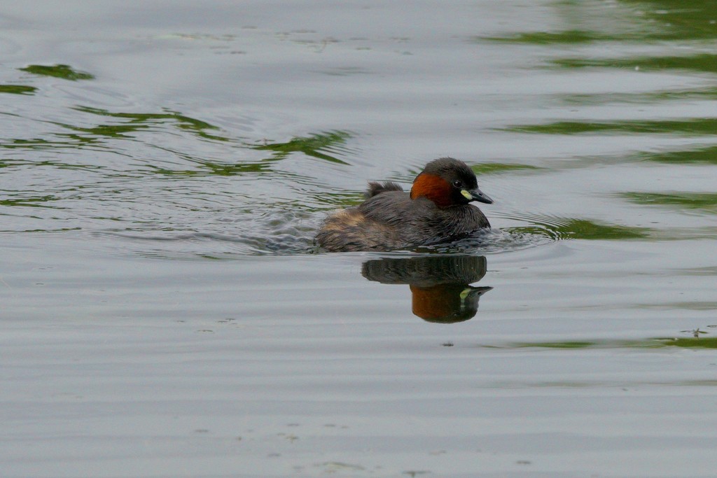 PADDLING BY  by markp