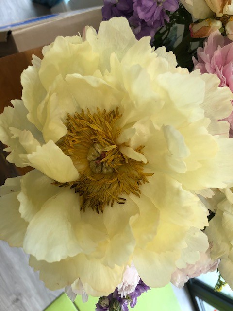 Peony from the run over flowers by nicolaeastwood