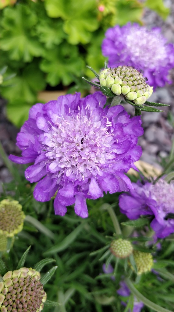 Field Scabious by roachling