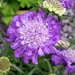 Field Scabious by roachling