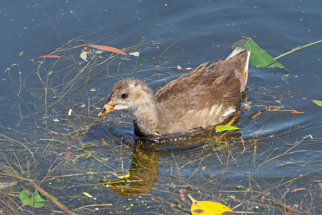 Moorhen Chick by philhendry