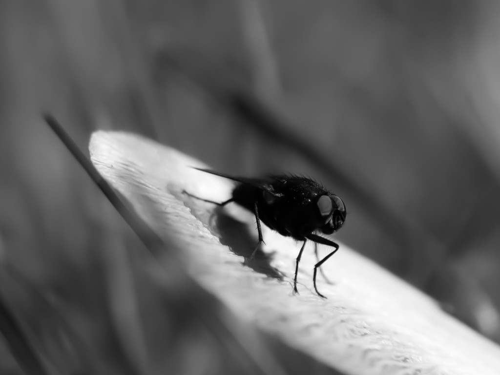 the fly by northy