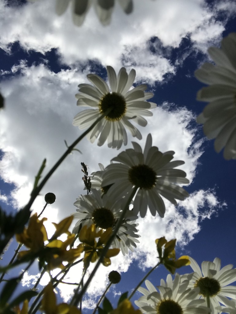 Daisies in the sky by mjmaven