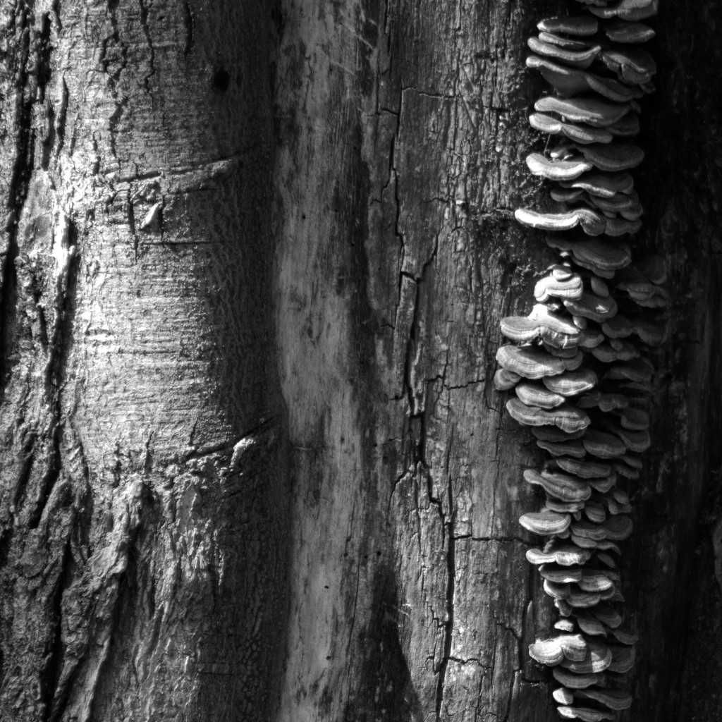 Tree Fungus by tdaug80