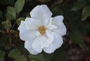 12th Jun 2020 - New White Rose