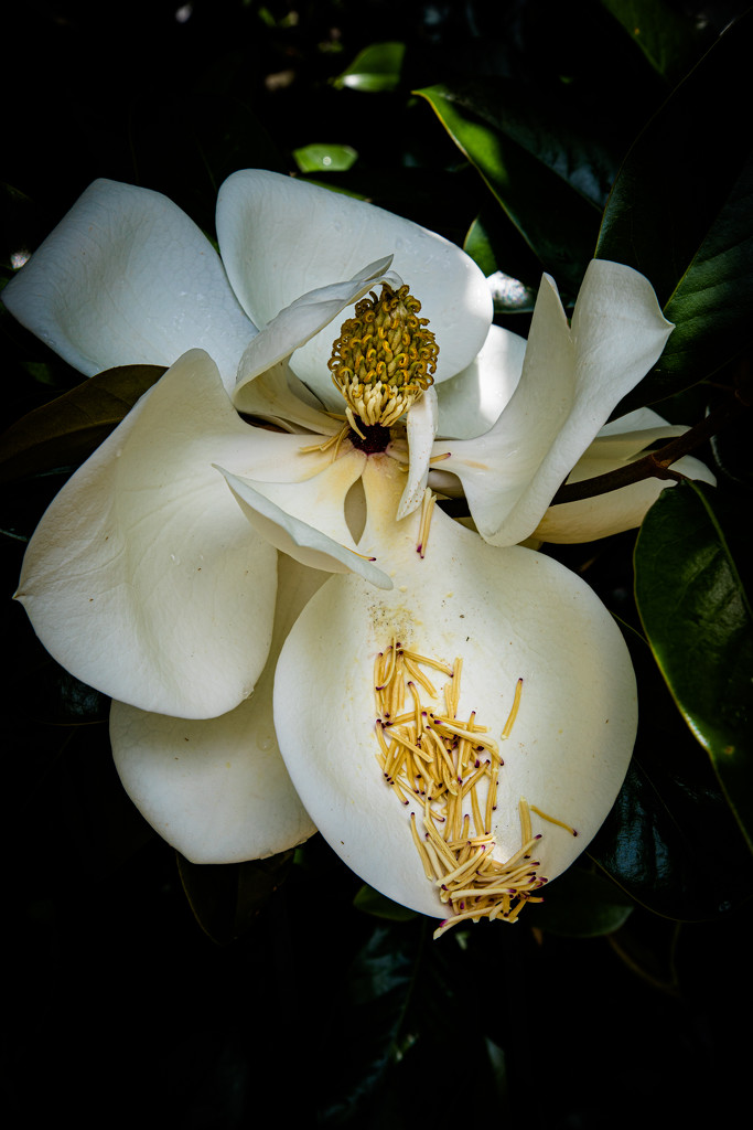 Magnolia Flower by jbritt