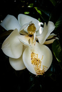 10th Jun 2020 - Magnolia Flower