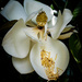 Magnolia Flower by jbritt