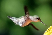 15th Jun 2020 - Hummingbird Close Up