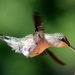 Hummingbird Close Up by randy23