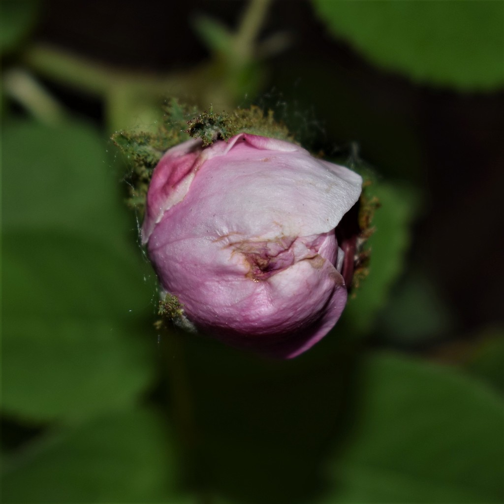 Scottish Rose by sandlily