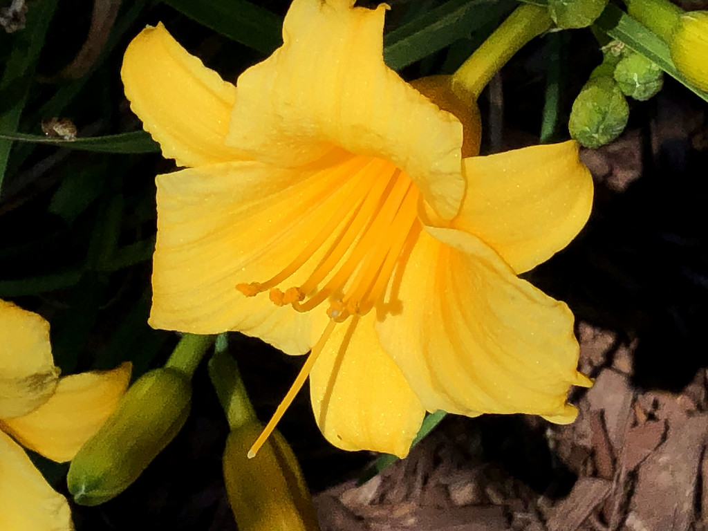 Yellow lily by homeschoolmom